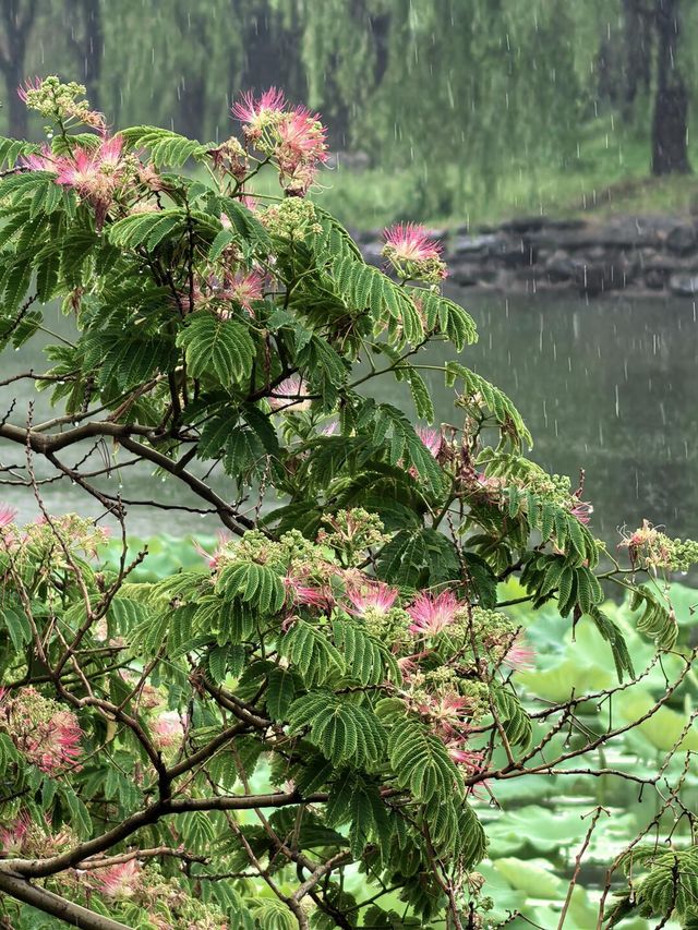 雨中漫遊圓明園，邂逅合歡花與荷花的詩意