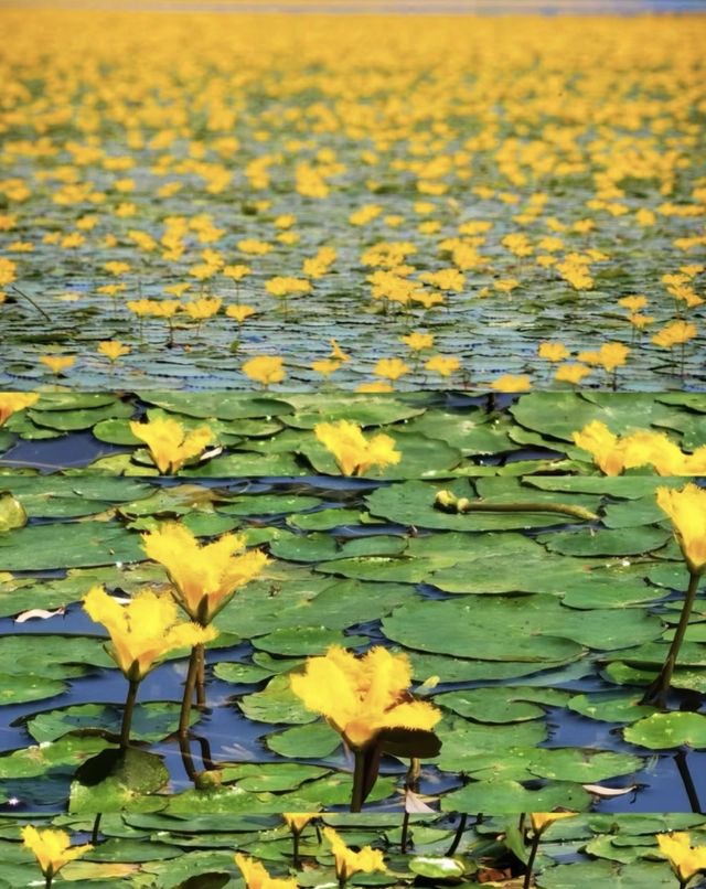 西昌邛海荇菜花觀賞攻略 | 邂逅金色花海