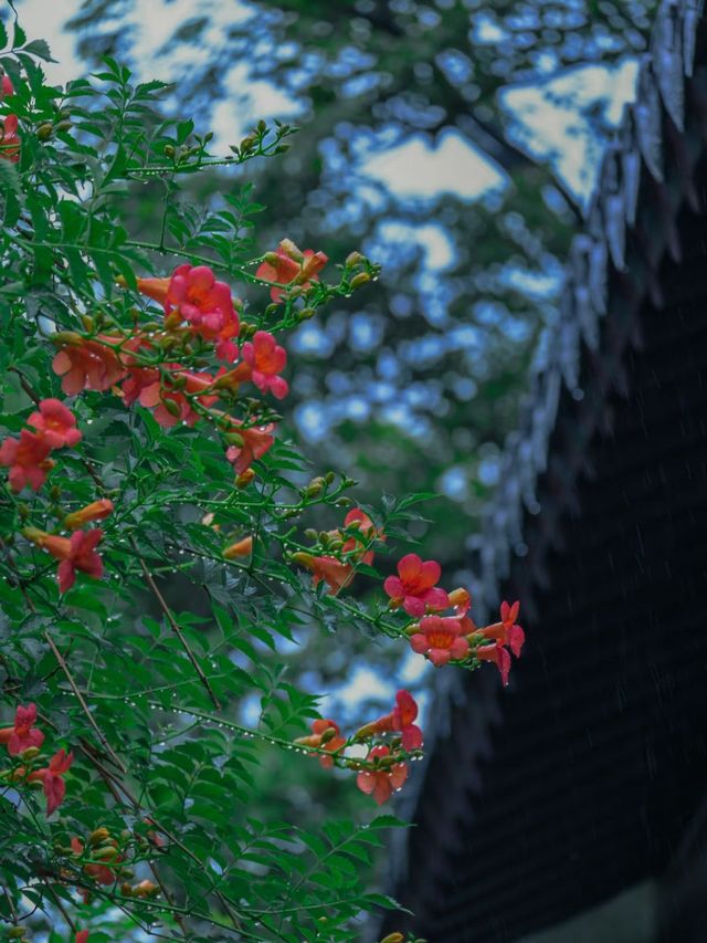 你是七月湖上的雨，也是江南的驚鴻客。