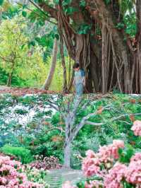 西雙版納熱帶植物園遊玩攻略：沉浸式體驗熱帶雨林之美
