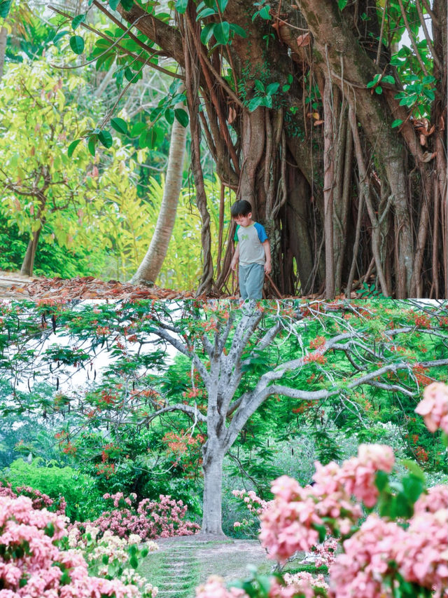 西雙版納熱帶植物園遊玩攻略：沉浸式體驗熱帶雨林之美