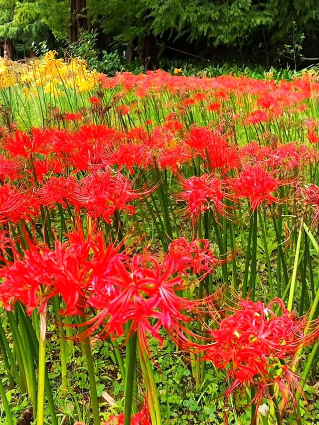 昆明植物園彼岸花開了