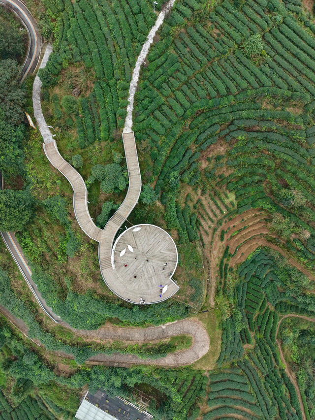 逃離城市1.5h！闖入國家地理同款茶園秘境