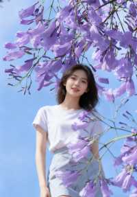 文廟前的藍花楹｜春末夏初的紫色約定