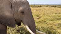 Exceptional Safari Adventure