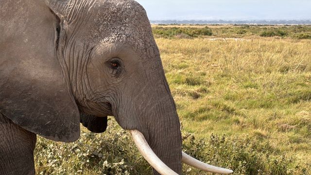 Exceptional Safari Adventure