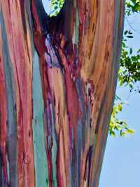 洛杉磯植物園 孔雀園 蓋蒂中心 天文台