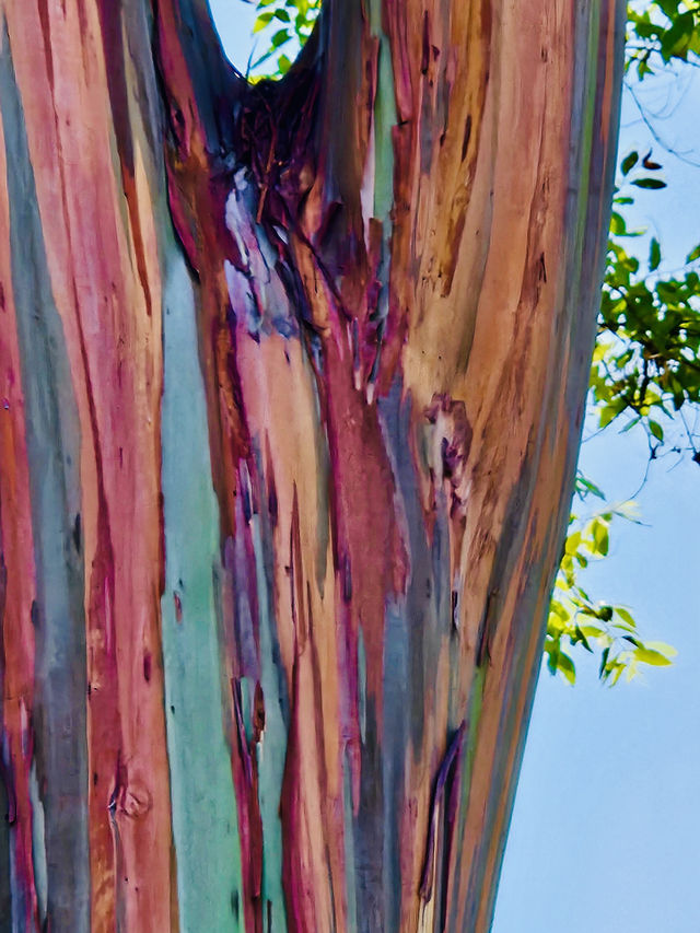 洛杉磯植物園 孔雀園 蓋蒂中心 天文台