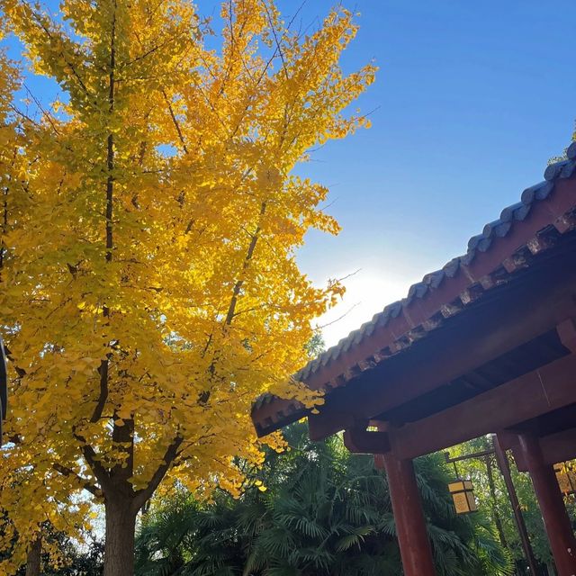 秋意濃情，邂逅洛神公園的詩意時