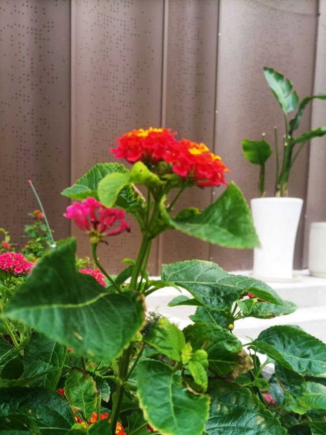 花開四季·絢麗五彩|馬纓丹 花開四季·絢麗五彩|馬纓丹