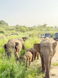 「斯里蘭卡：你從未見過的島嶼奇遇」，免簽國