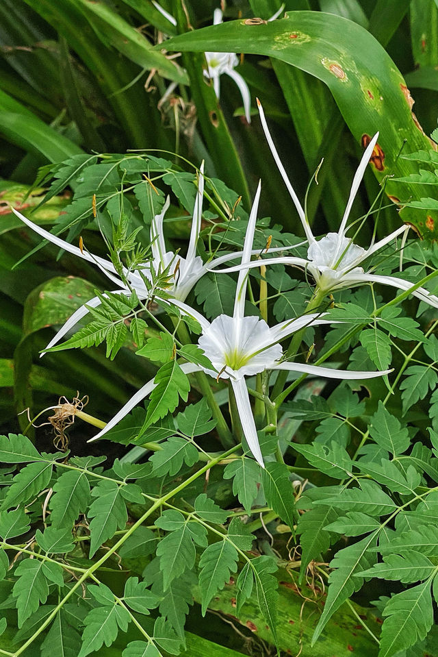 下渚湖國家濕地公園