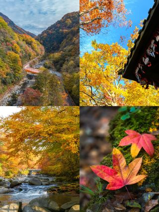 อย่าพลาดเด็ดขาด ไม่งั้นต้องรออีกปี! สีสันฤดูใบไม้ร่วงที่ภูเขากวงอู่กำลังอยู่ในช่วงพีค!