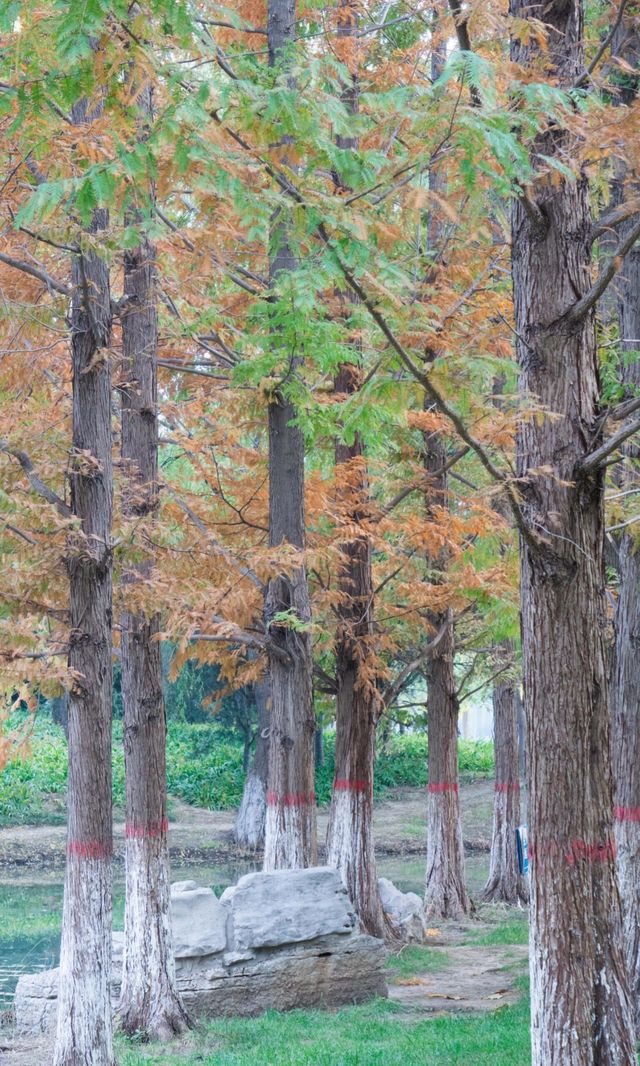 城市中心的秋日童話