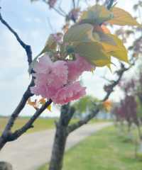 嘉興南北湖|江浙滬寶藏踏春好去處!