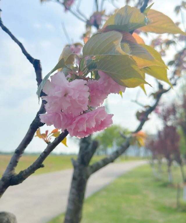 嘉興南北湖|江浙滬寶藏踏春好去處! 嘉興南北湖|江浙滬寶藏踏春好去處!