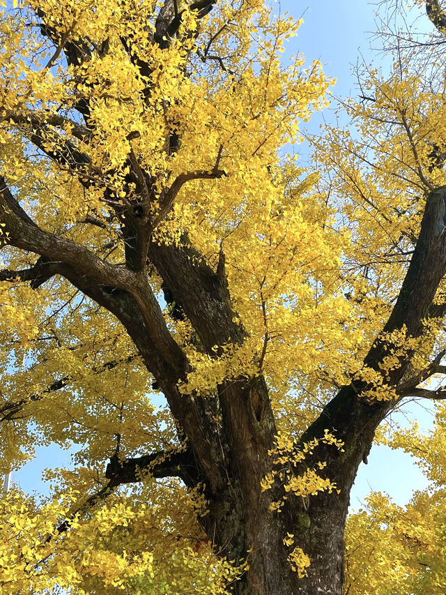 2025年諸暨三德寺銀杏攻略｜千年古寺金秋限定浪漫