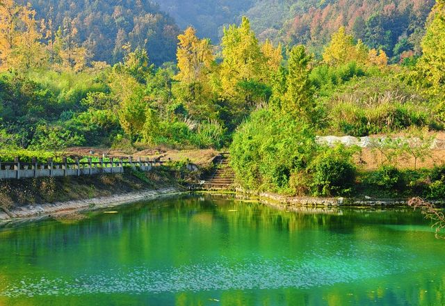 浙江最美銀杏村吧，藏著1300餘株古銀杏