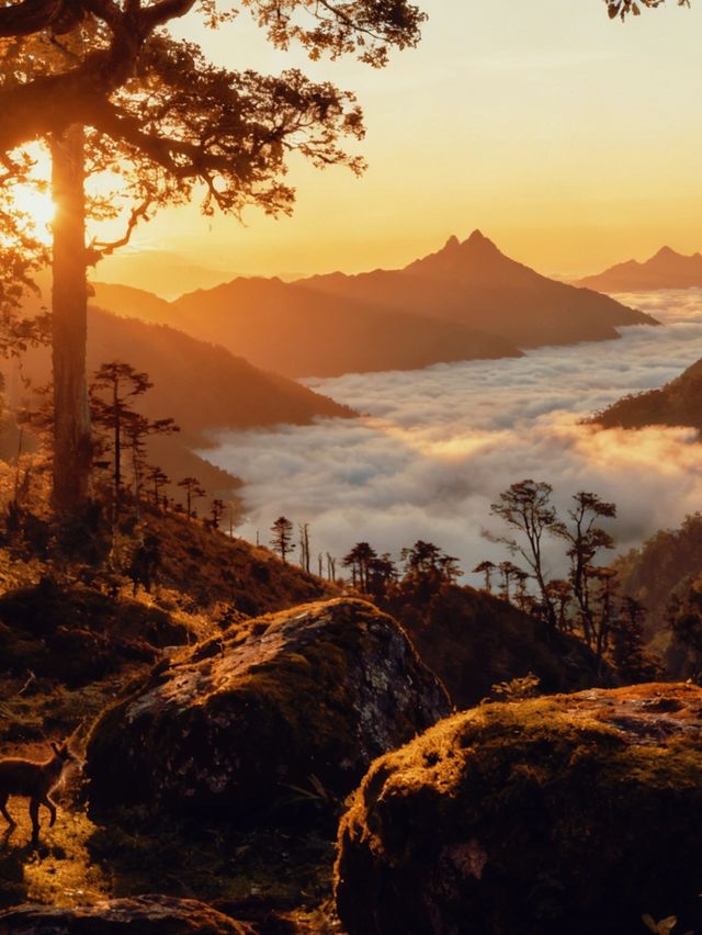 山臺灣中央山脈 山臺灣中央山脈