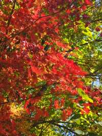 快衝！四方山秋色進入倒數計時模式