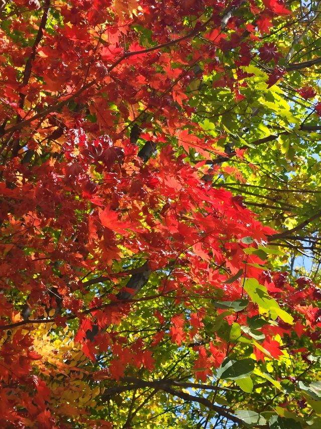 快衝！四方山秋色進入倒數計時模式