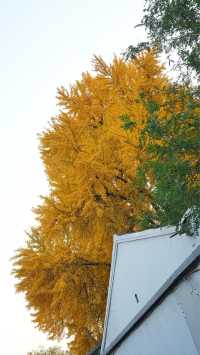 本週北京賞秋的尾巴，倒數計時！還有10處選擇