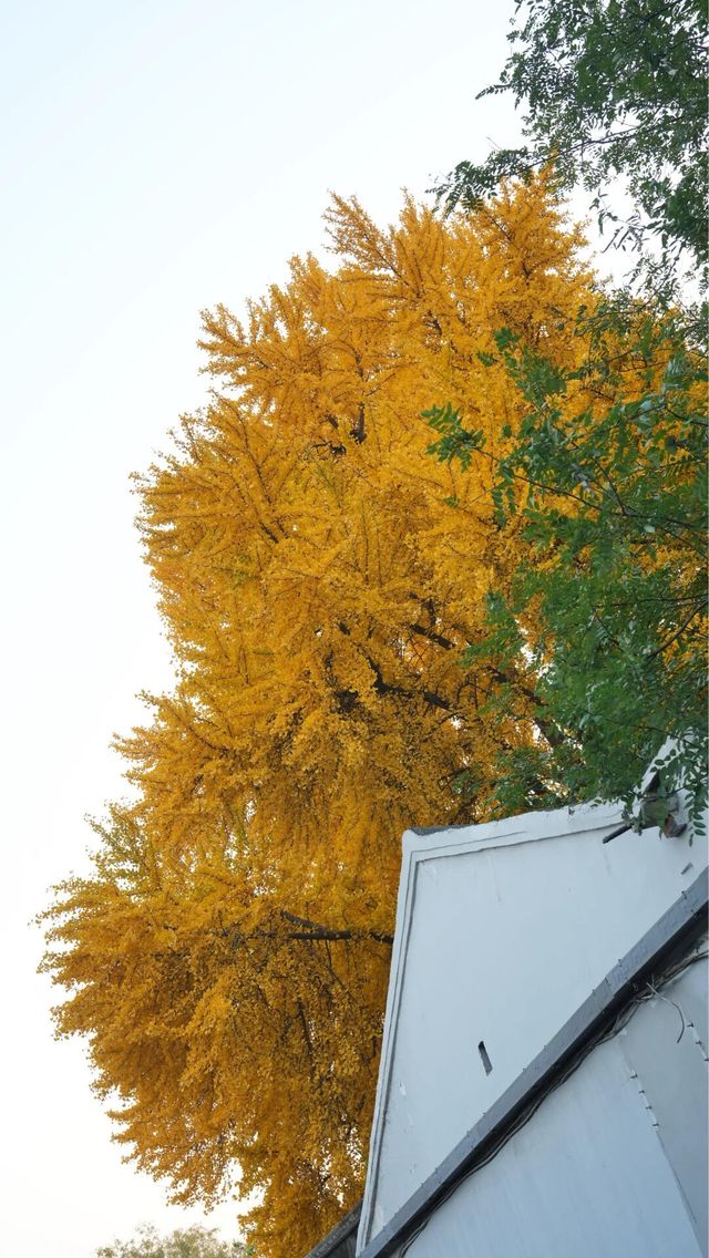 本週北京賞秋的尾巴，倒數計時！還有10處選擇