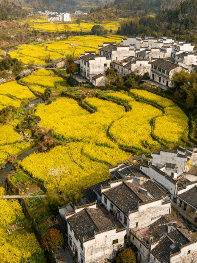 江西婺源：春到篁嶺曬秋忙，梯田花海與徽派古村撞出詩意