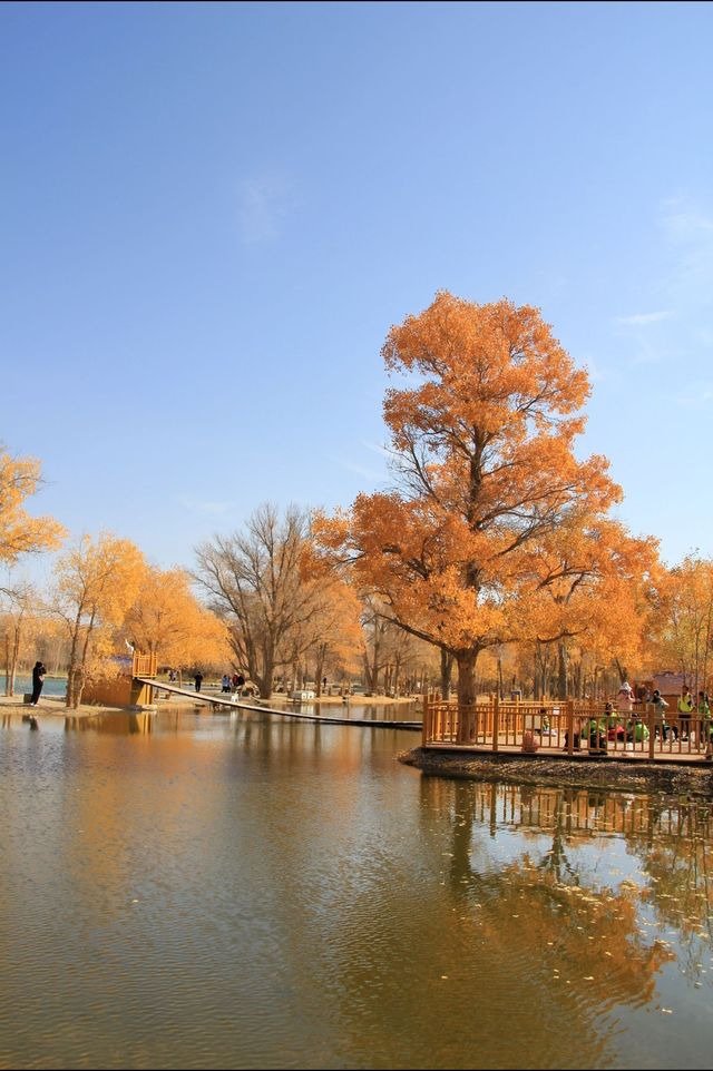 絕美秋色！在金塔胡楊林邂逅金色童話