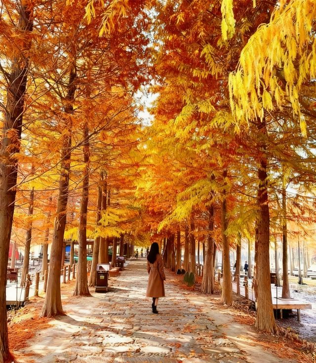 初冬限定洪澤湖濕地絕美勝境|小眾仙境打卡指南 初冬限定洪澤湖濕地絕美勝境|小眾仙境打卡指南