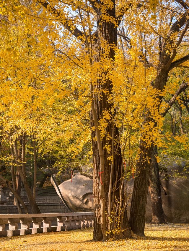 從來銀杏不負秋,原來銀杏最懂秋… 從來銀杏不負秋,原來銀杏最懂秋…