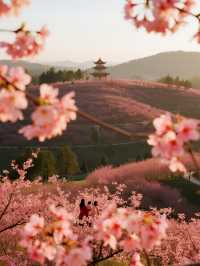 貴安櫻花園親子賞櫻攻略3月赴一場粉色童話！