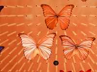 Самый красивый Шанхайский музей природы 🦖🇨🇳