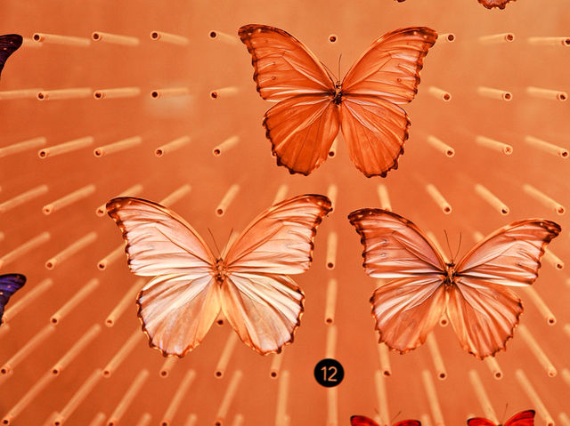 Самый красивый Шанхайский музей природы 🦖🇨🇳