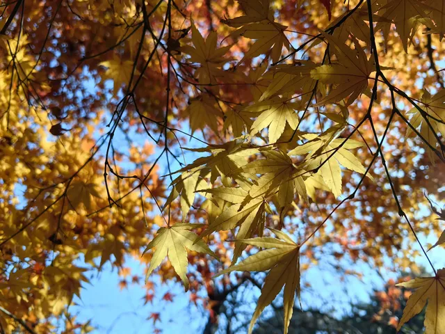逛香山不費腿攻略。 逛香山不費腿攻略。