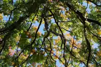 劍川桑嶺村|百年古木林美成了打翻的調色盤