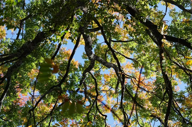 劍川桑嶺村|百年古木林美成了打翻的調色盤 劍川桑嶺村|百年古木林美成了打翻的調色盤