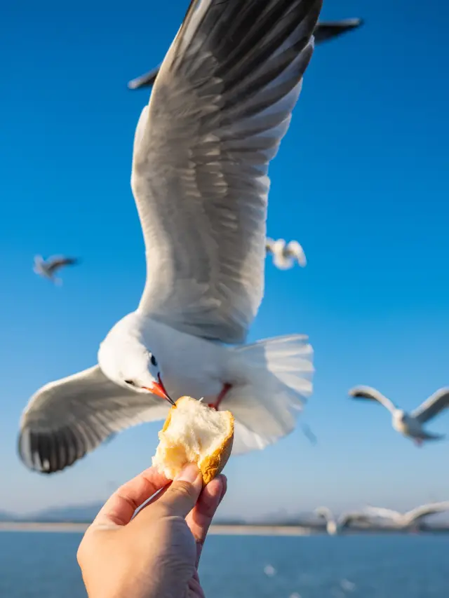 Red-billed gull sister missed the appointment and will teach you step-by-step how to enjoy Yuantouzhu
