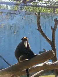 龍之夢動物世界剛回