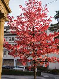 我宣佈，蘇黎世的秋日已封神!citywalk路線