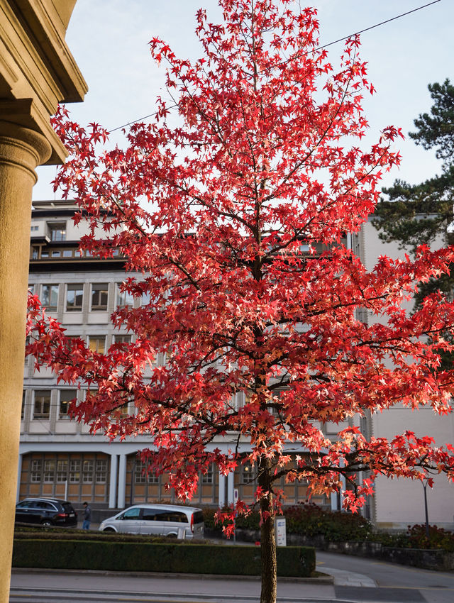 我宣佈，蘇黎世的秋日已封神!citywalk路線