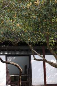 常熟方塔園賞桂攻略 這抹金黃香醉了整個秋天