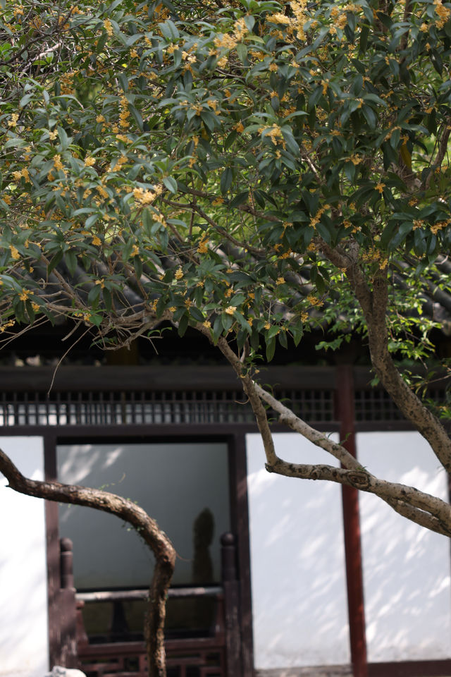 常熟方塔園賞桂攻略 這抹金黃香醉了整個秋天