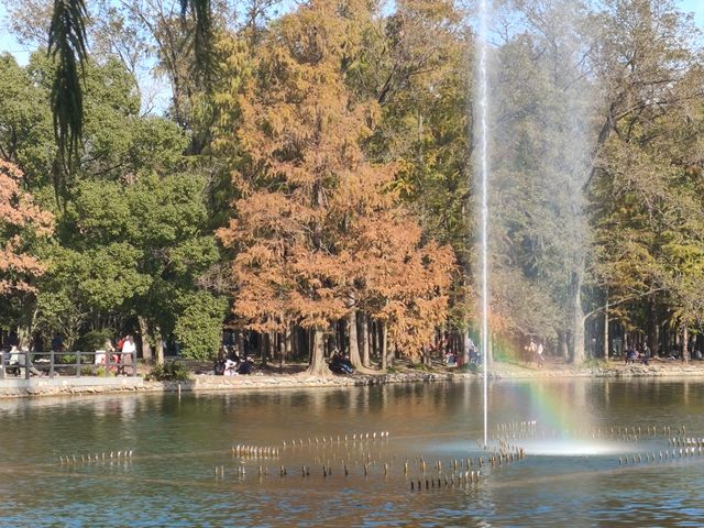 上海共青森林公園|秋日限定浪漫被我發現了 上海共青森林公園|秋日限定浪漫被我發現了