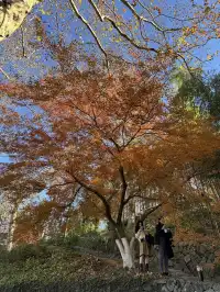 2025.11.29 實況| 莫干山賞楓一日遊攻略
