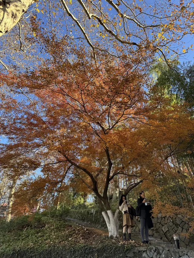2025.11.29 實況| 莫干山賞楓一日遊攻略