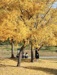 怕你們錯過!再次提醒:共青銀杏濃度已超標