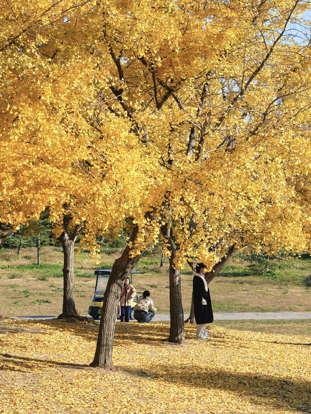 怕你們錯過!再次提醒:共青銀杏濃度已超標 怕你們錯過!再次提醒:共青銀杏濃度已超標