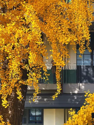 在揚州抓住一整個金黃的週末