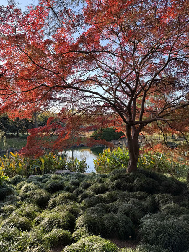 東郊秘境直出！比西郊美10倍的live級秋日畫冊
